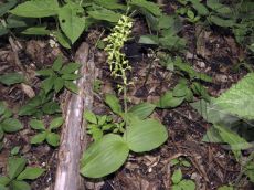 Listera-ovata_растение